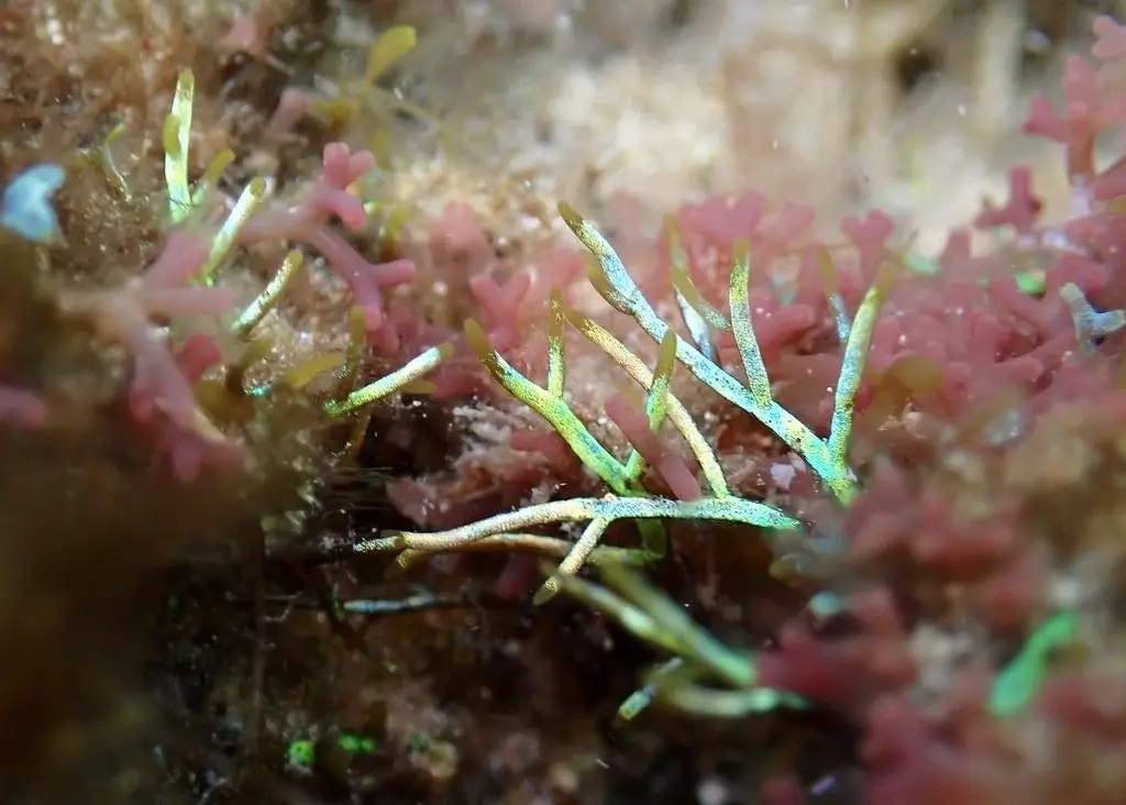 Coelothrix irregularis