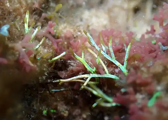 Coelothrix irregularis