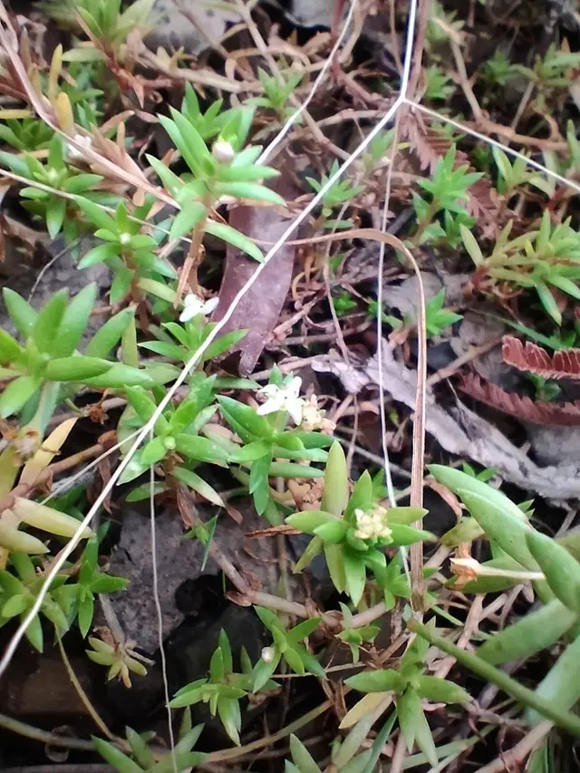 Crassula helmsii