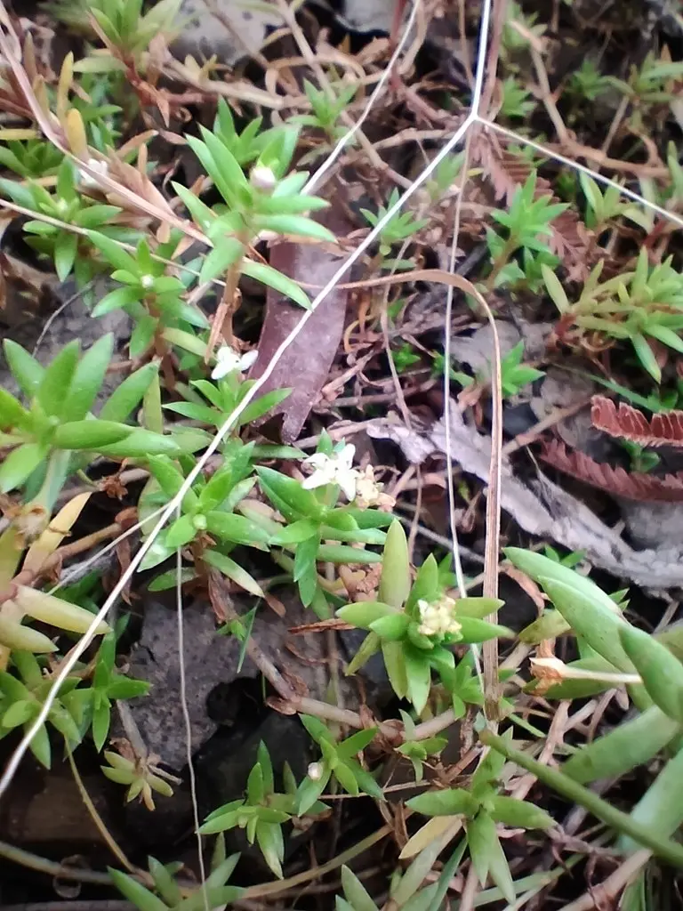 Crassula helmsii