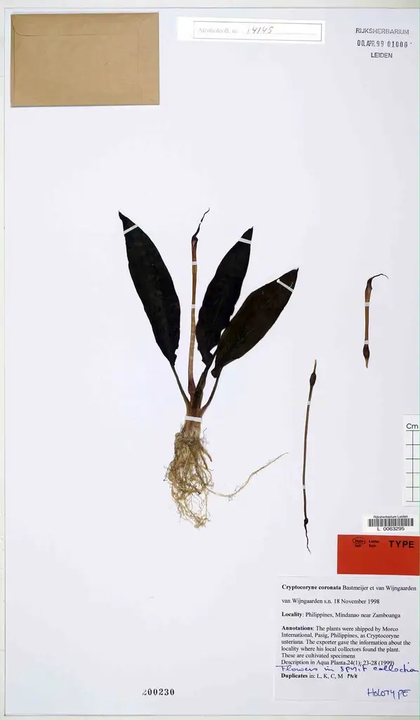 Cryptocoryne coronata