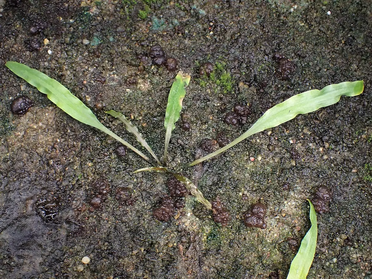 Cryptocoryne crispatula