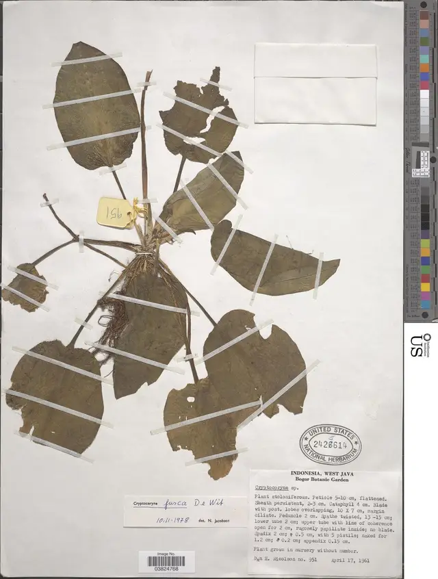 Cryptocoryne fusca
