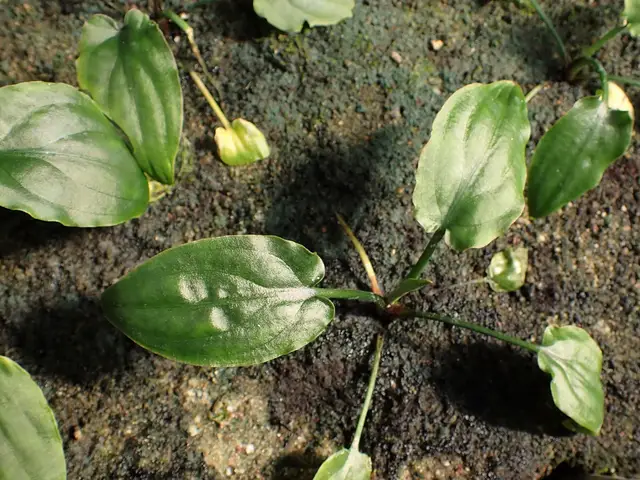 Представитель рода Cryptocoryne