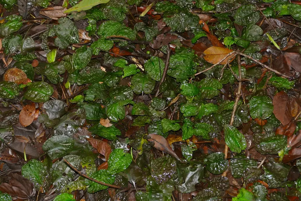Cryptocoryne longicauda
