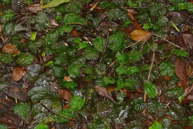 Cryptocoryne longicauda