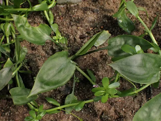 Представитель рода Cryptocoryne
