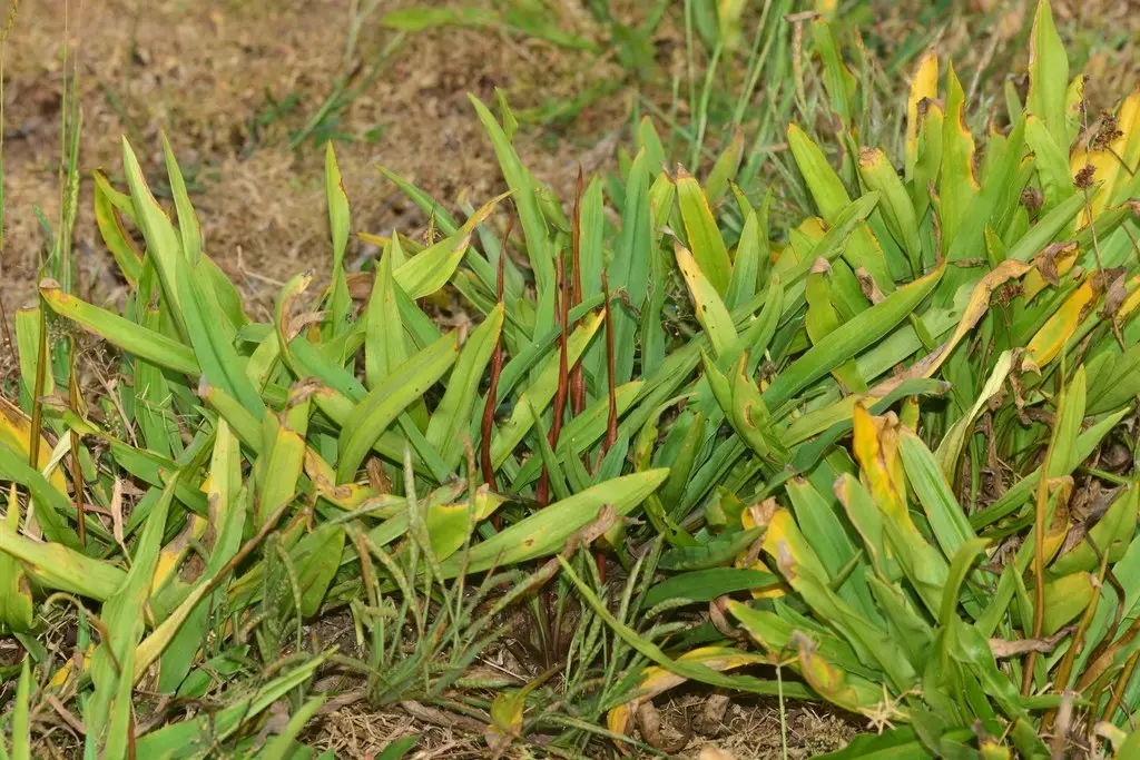 Базовый вид Cryptocoryne spiralis