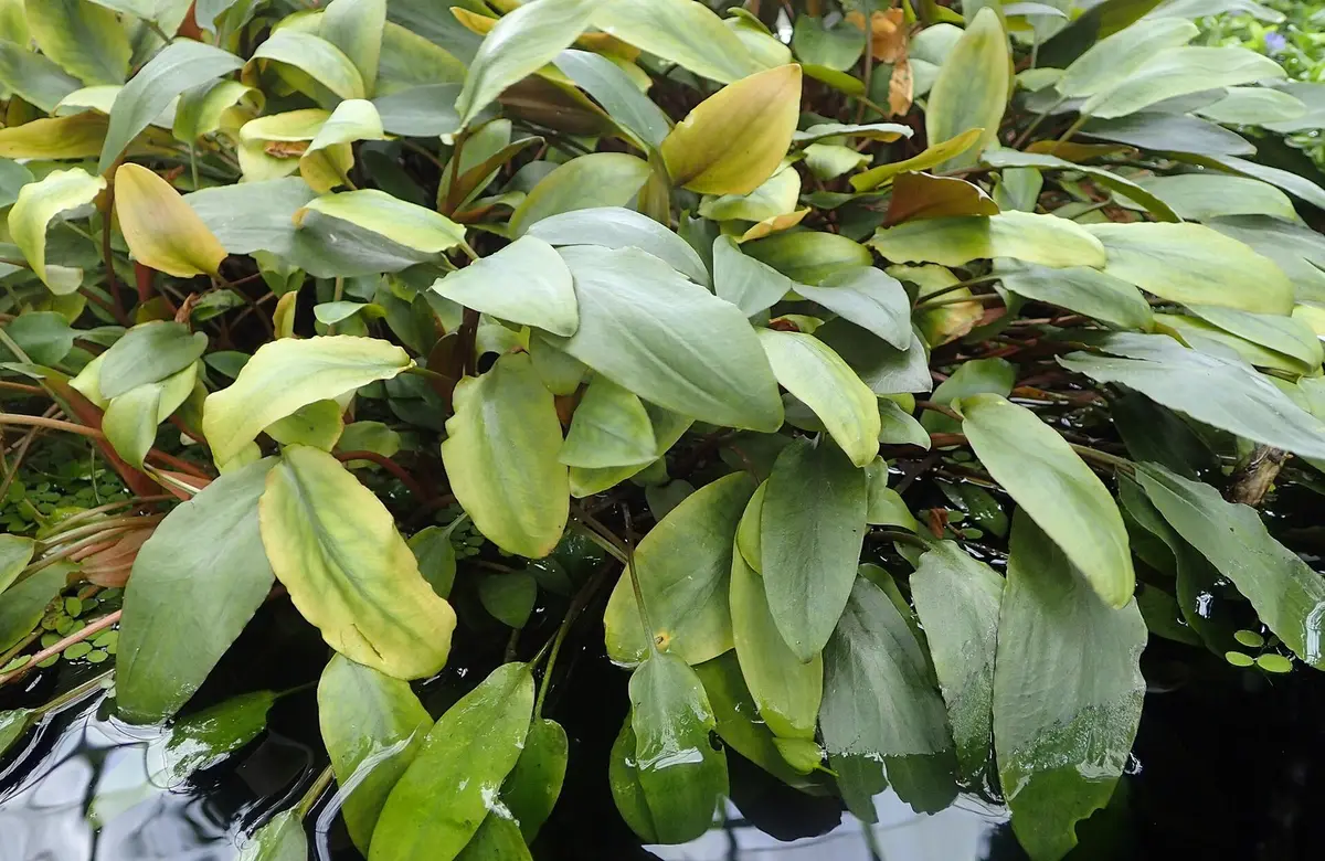 Представитель рода Cryptocoryne