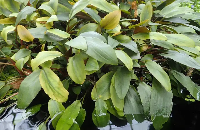 Представитель рода Cryptocoryne