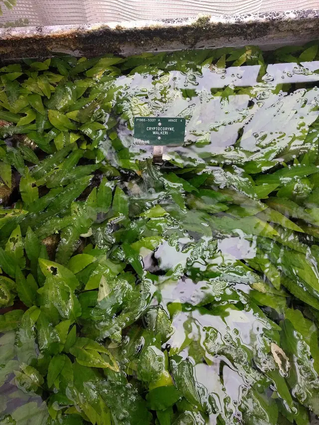 Базовый вид Cryptocoryne walkeri