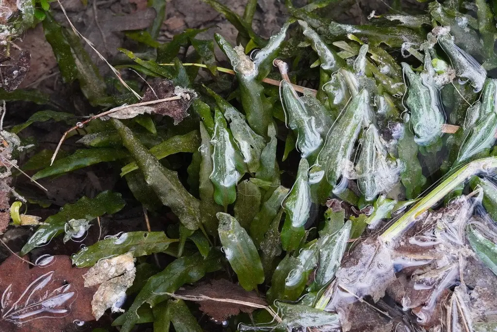 Базовый вид Cryptocoryne wendtii