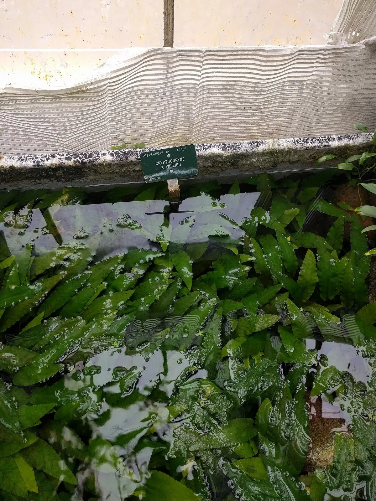Cryptocoryne × willisii
