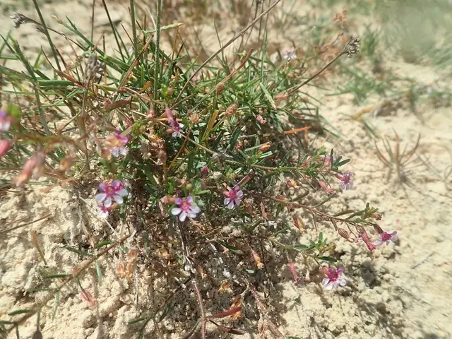 Cuphea anagalloidea