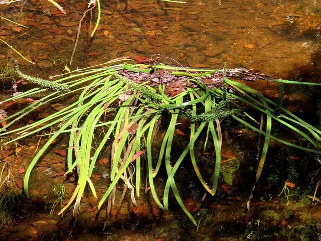 Cycnogeton procerum