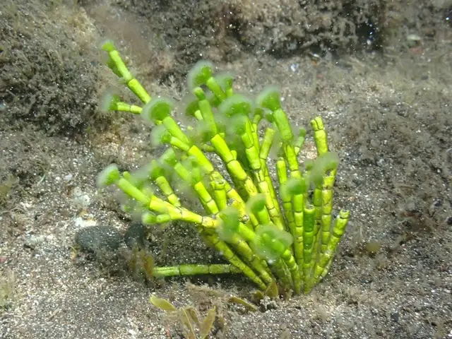 Cymopolia barbata