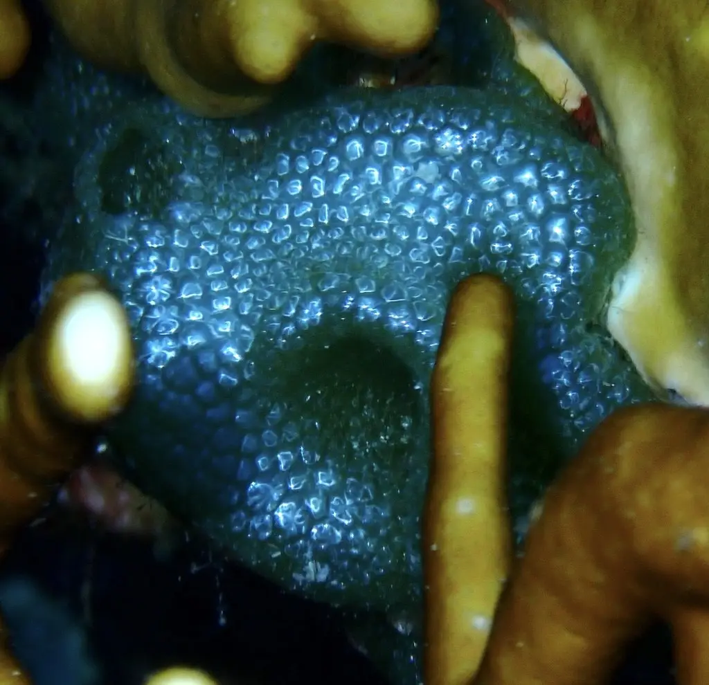 Dictyosphaeria cavernosa