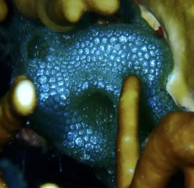 Dictyosphaeria cavernosa