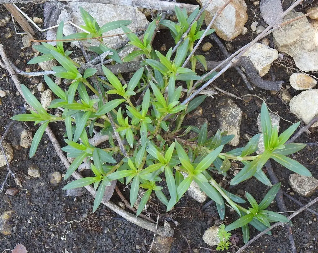 Diodia virginiana