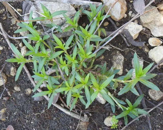 Diodia virginiana