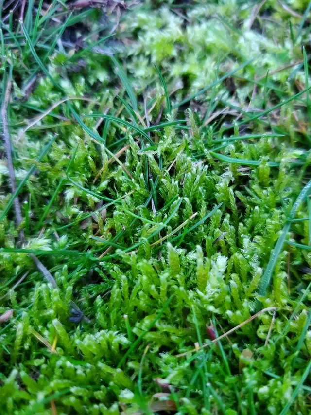 Drepanocladus aduncus