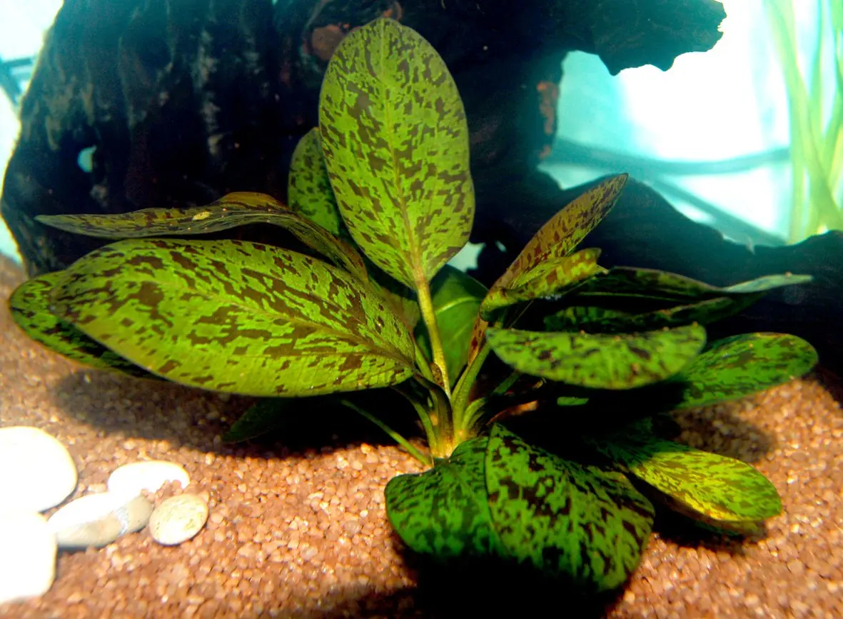 Представитель рода Echinodorus