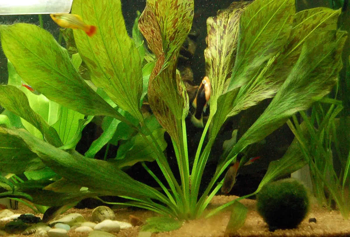 Представитель рода Echinodorus