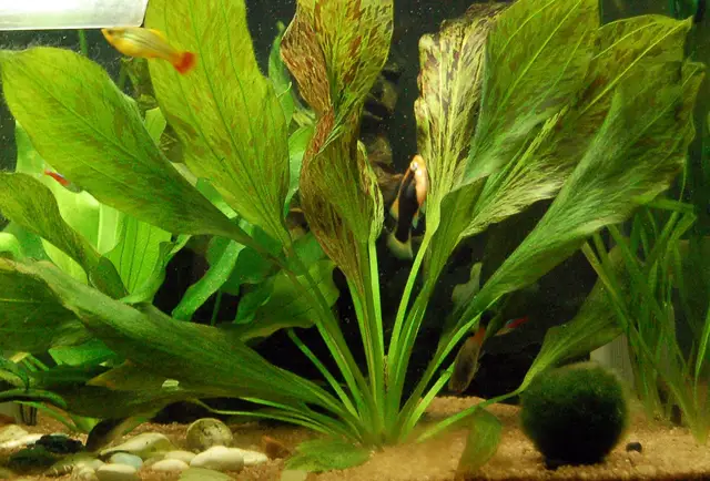 Представитель рода Echinodorus