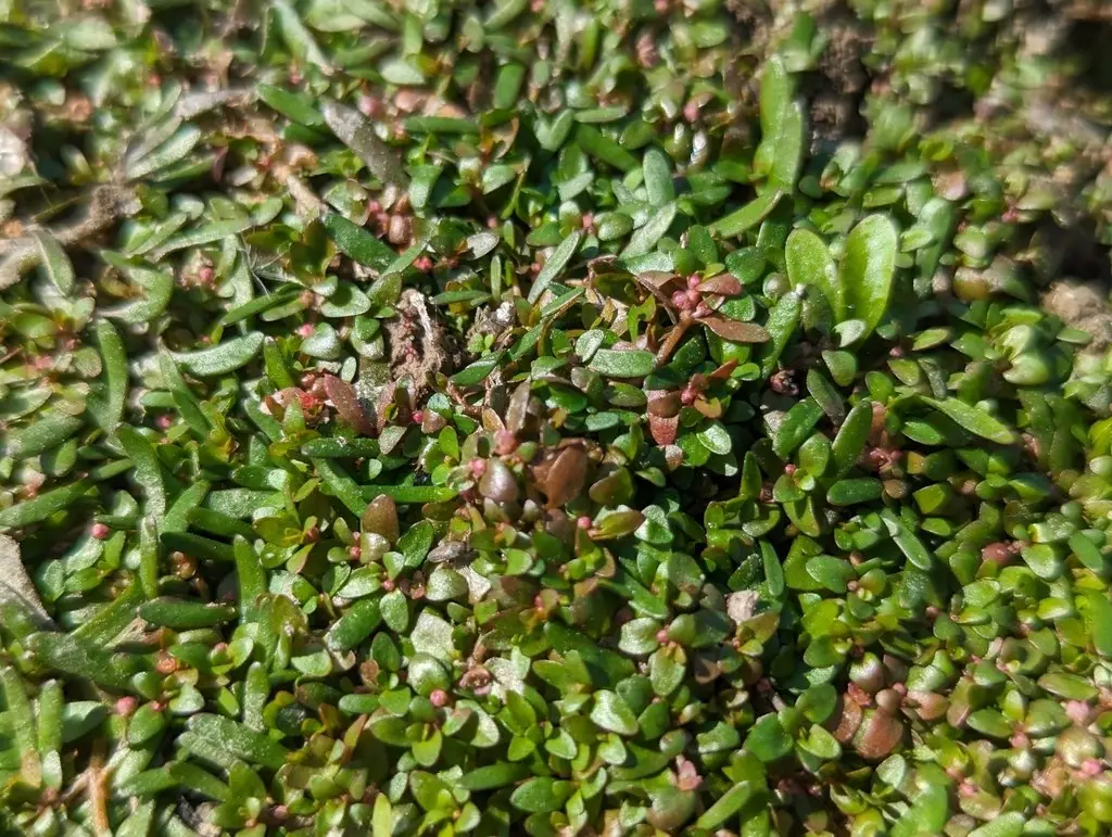 Elatine gratioloides