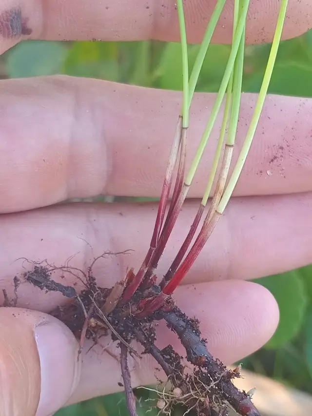 Eleocharis montevidensis