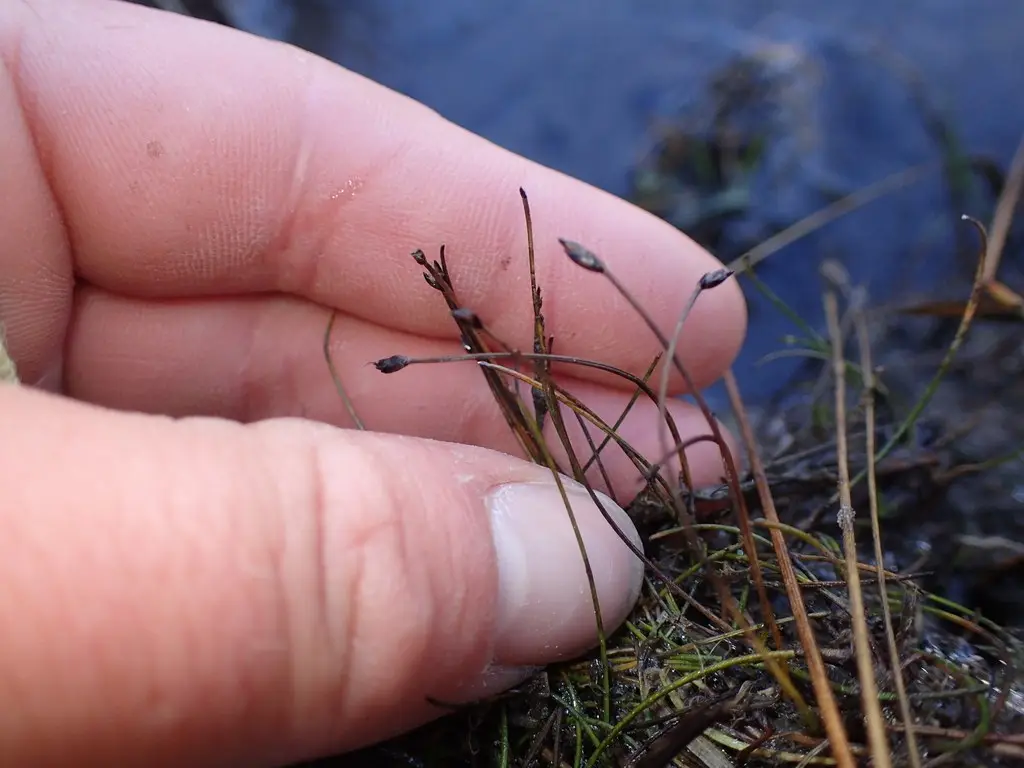 Базовый вид Eleocharis pusilla