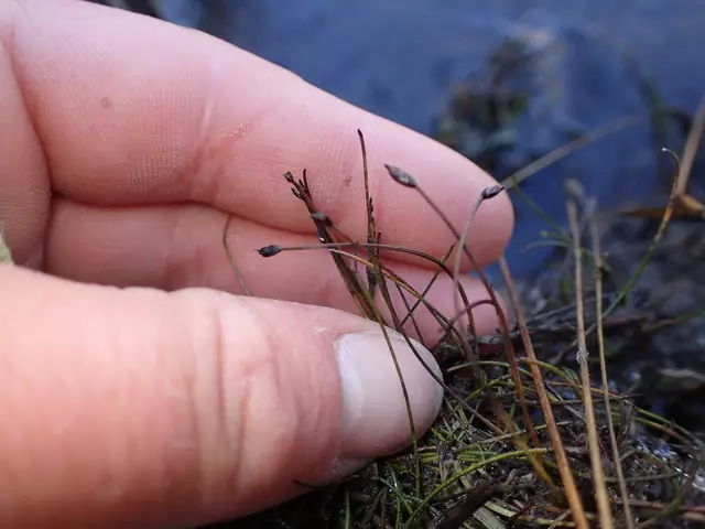 Eleocharis pusilla