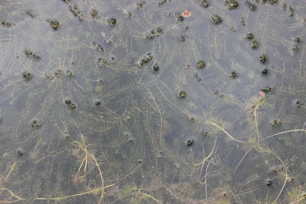 Elodea canadensis