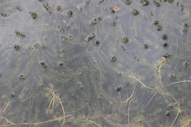 Elodea canadensis