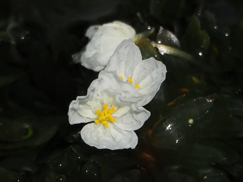 Базовый вид Elodea densa