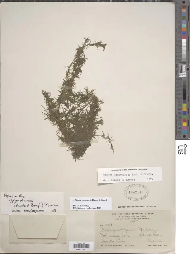 Elodea granatensis