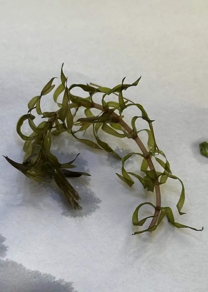 Elodea nuttallii