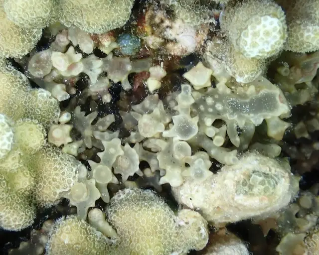 Eucheuma denticulatum