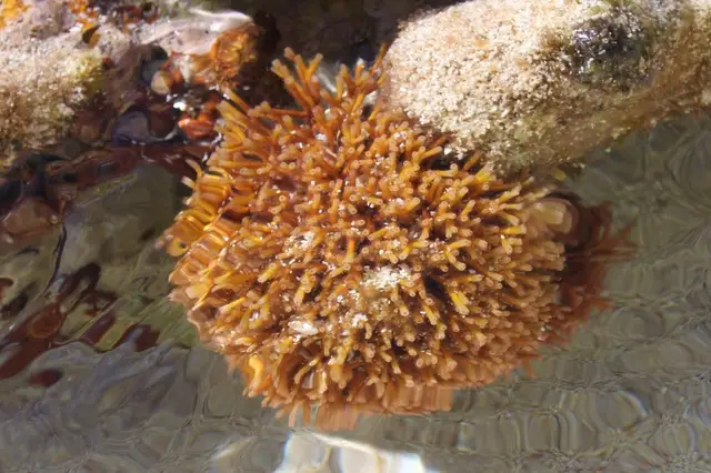 Базовый вид Galaxaura rugosa