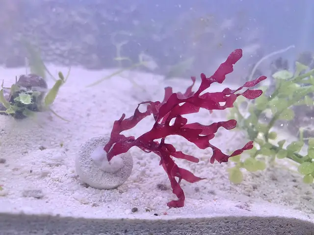Gracilaria hayi