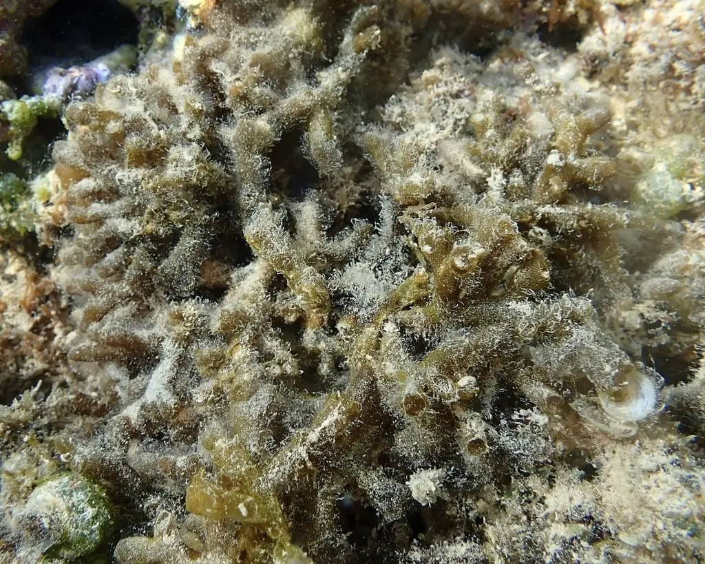 Gracilaria salicornia