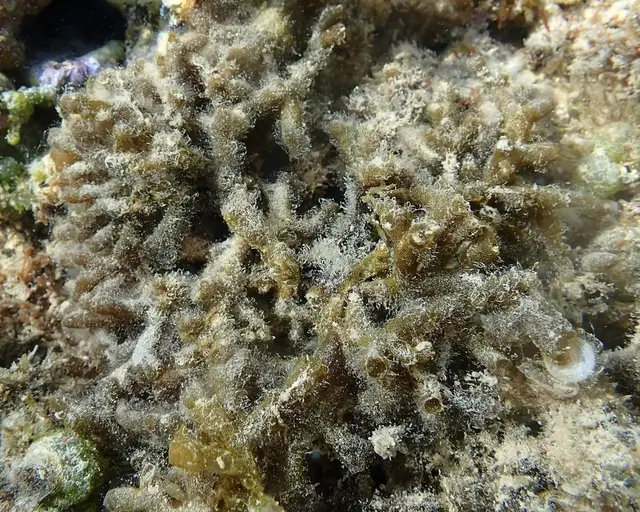 Gracilaria salicornia