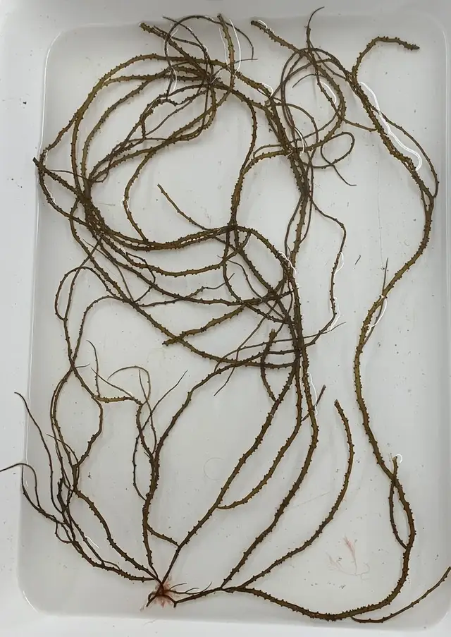 Gracilaria tikvahiae