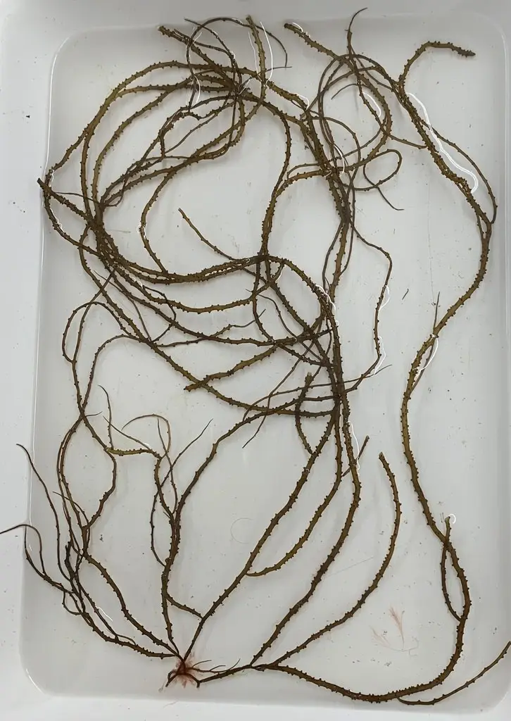 Gracilaria tikvahiae