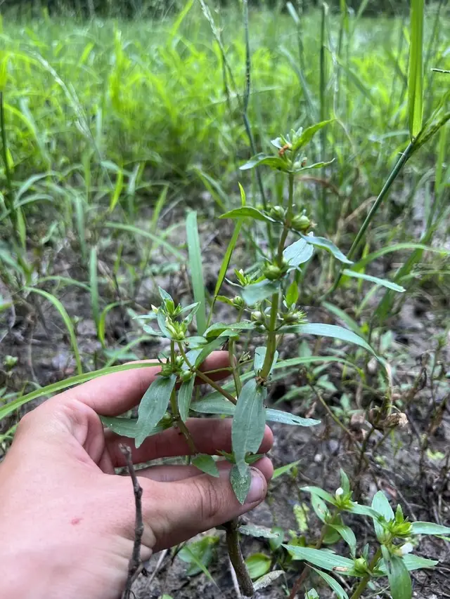 Gratiola virginiana