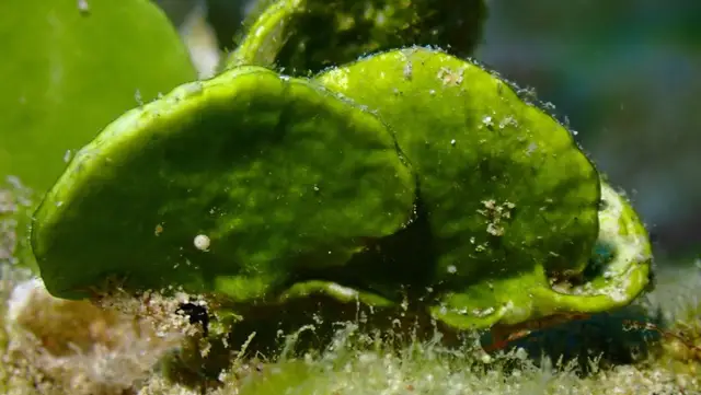 Halimeda discoidea