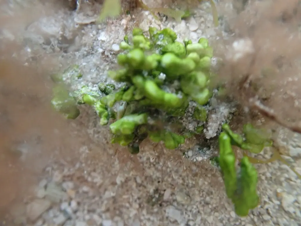 Halimeda incrassata