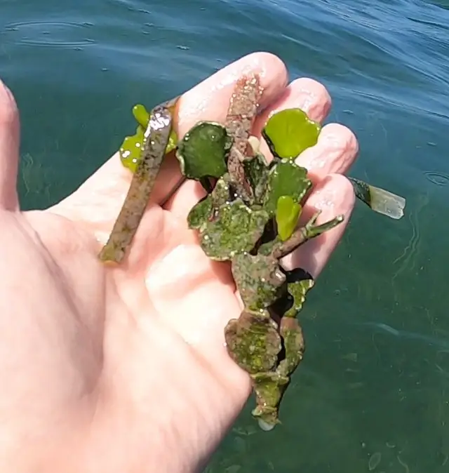Halimeda opuntia