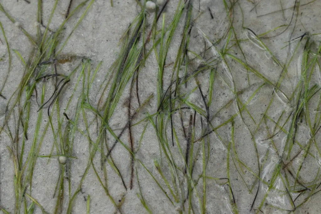 Halodule wrightii