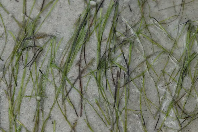 Halodule wrightii